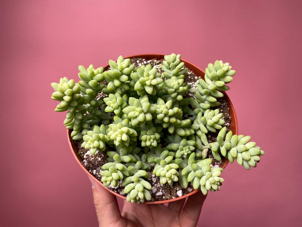 Sedum Burro's Tail - 6"