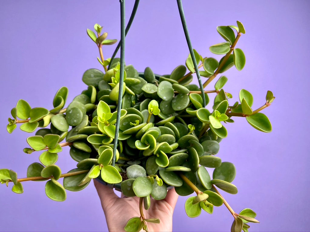 Peperomia "Hope" - 8"