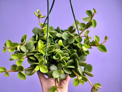 Peperomia "Hope" - 8"