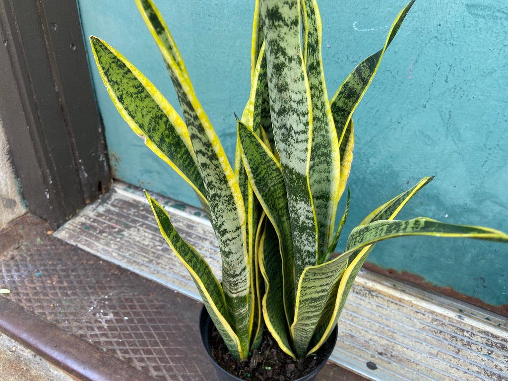 Sansevieria Laurentii (Snake Plant) - 6" Pot