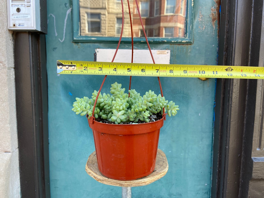 Sedum Burro's Tail - 6"