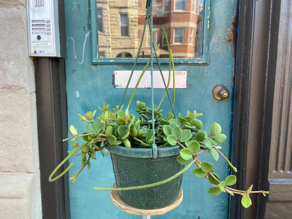 Peperomia "Hope" - 8"