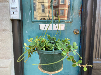 Peperomia "Hope" - 8"