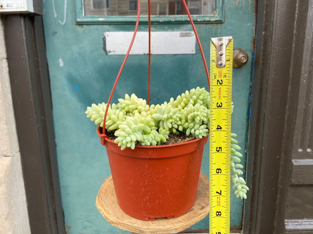 Sedum Burro's Tail - 6"