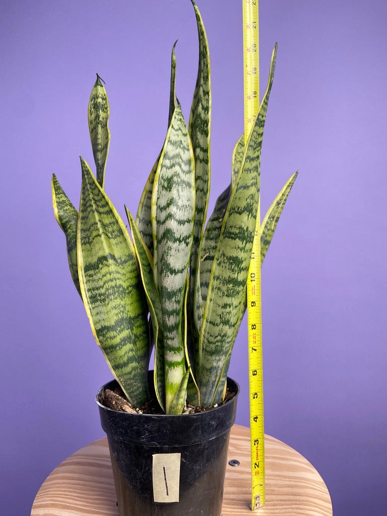 Sansevieria Laurentii (Snake Plant) - 6" Pot