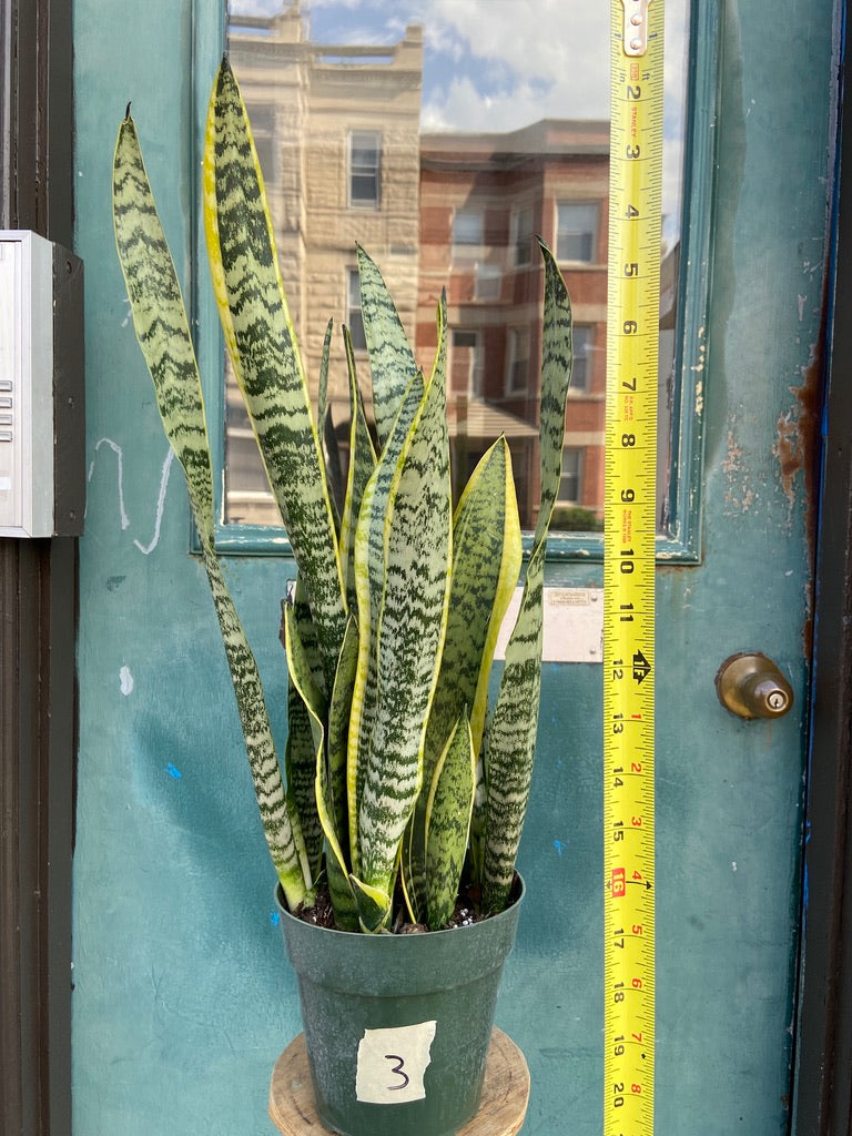 Sansevieria Laurentii (Snake Plant) - 6" Pot
