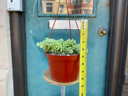 Sedum Burro's Tail - 6"
