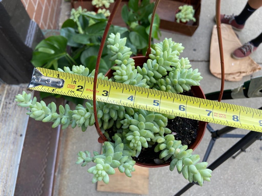 Sedum Burro's Tail - 6"