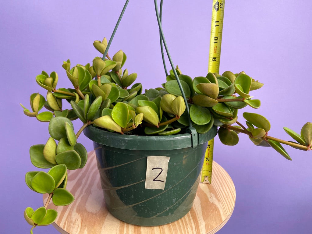 Peperomia "Hope" - 8"