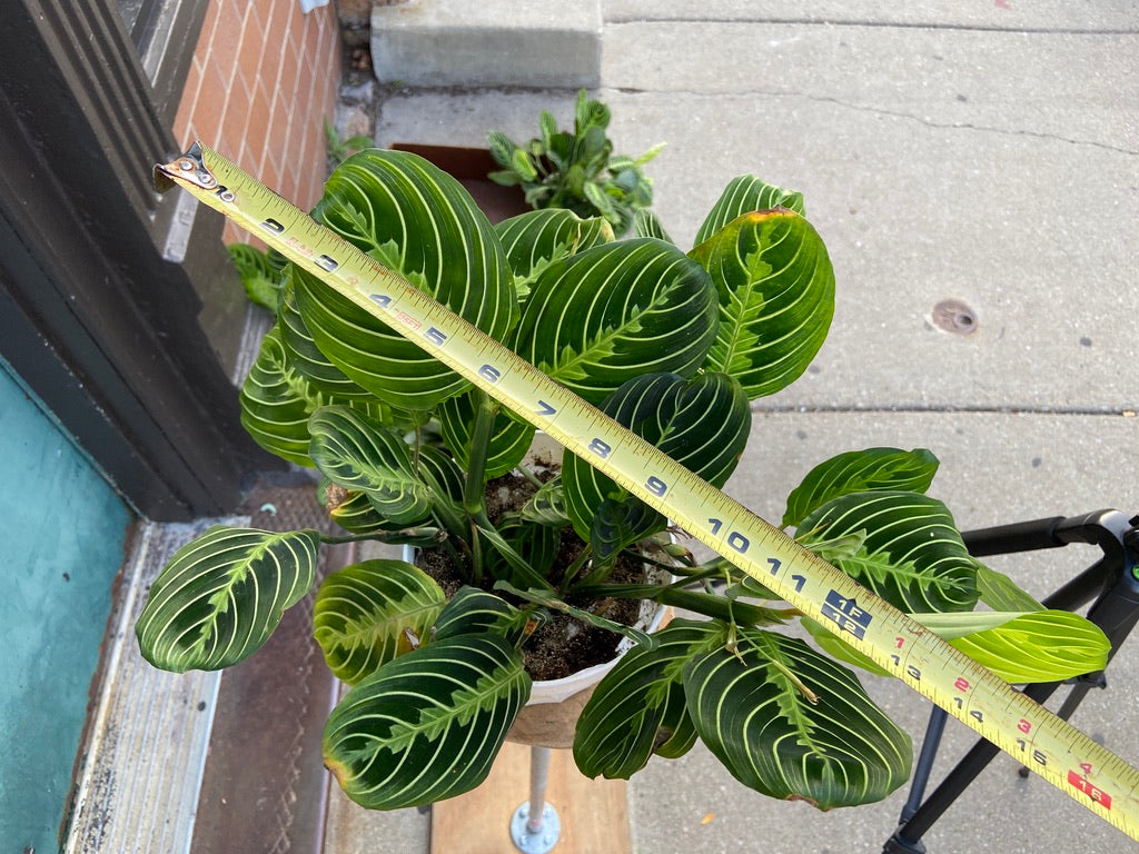 Maranta "Lemon Lime" - 6"