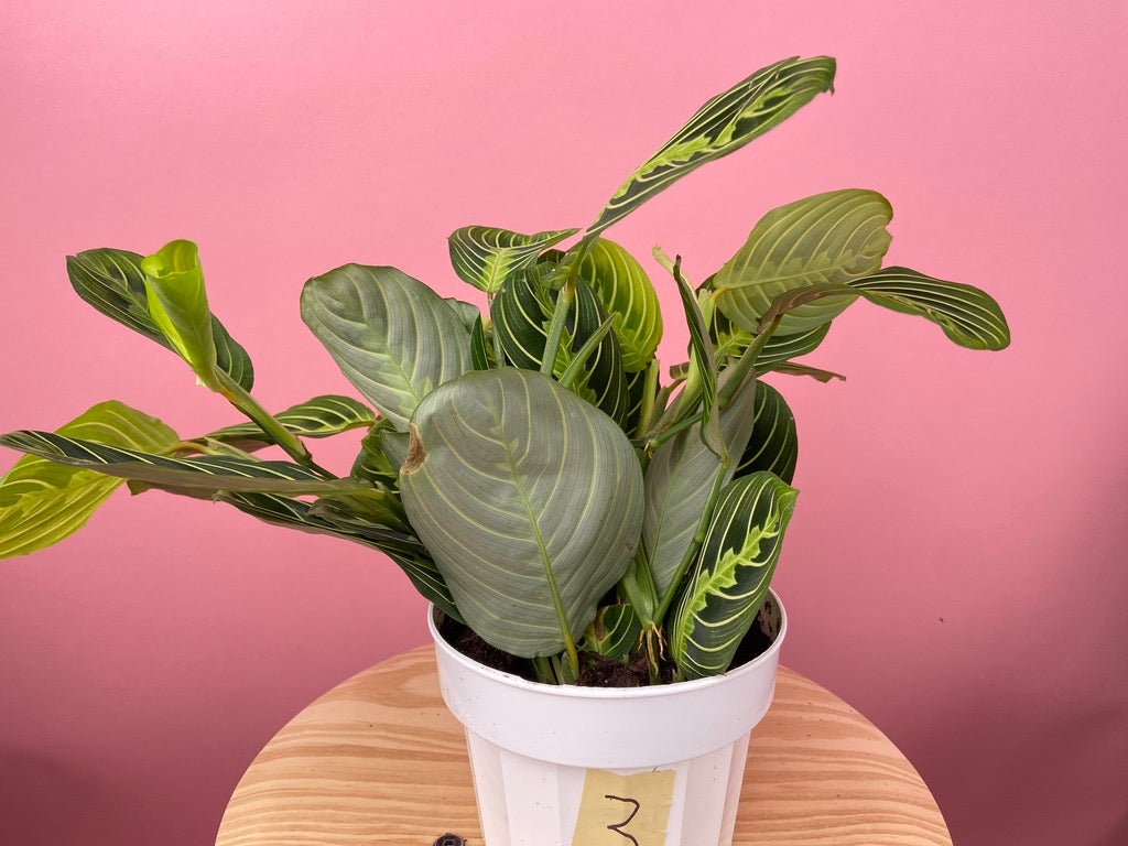 Maranta "Lemon Lime" - 6"