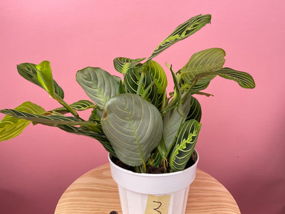 Maranta "Lemon Lime" - 6"