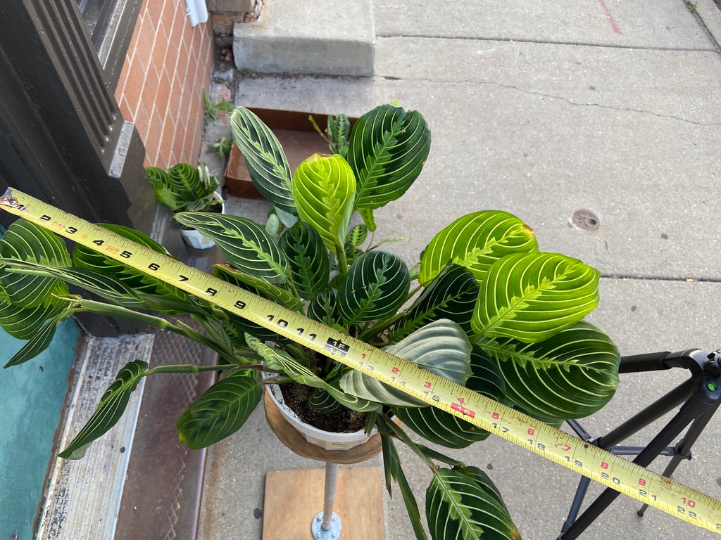 Maranta "Lemon Lime" - 6"