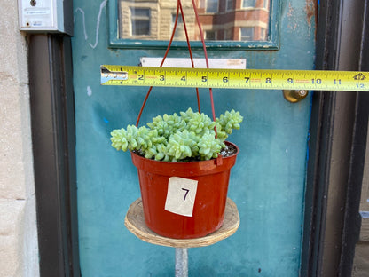 Sedum Burro's Tail - 6"