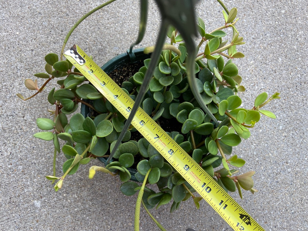 Peperomia "Hope" - 8"