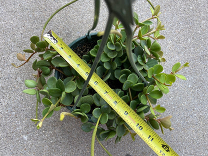 Peperomia "Hope" - 8"