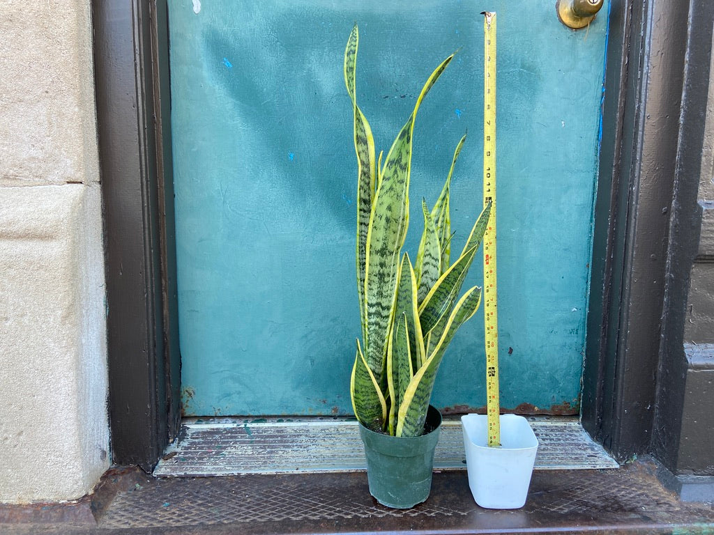 Sansevieria Laurentii (Snake Plant) - 6" Pot