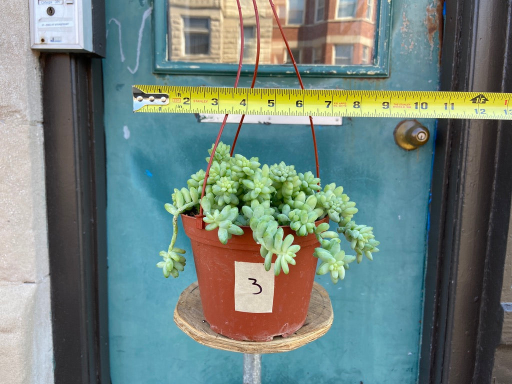 Sedum Burro's Tail - 6"