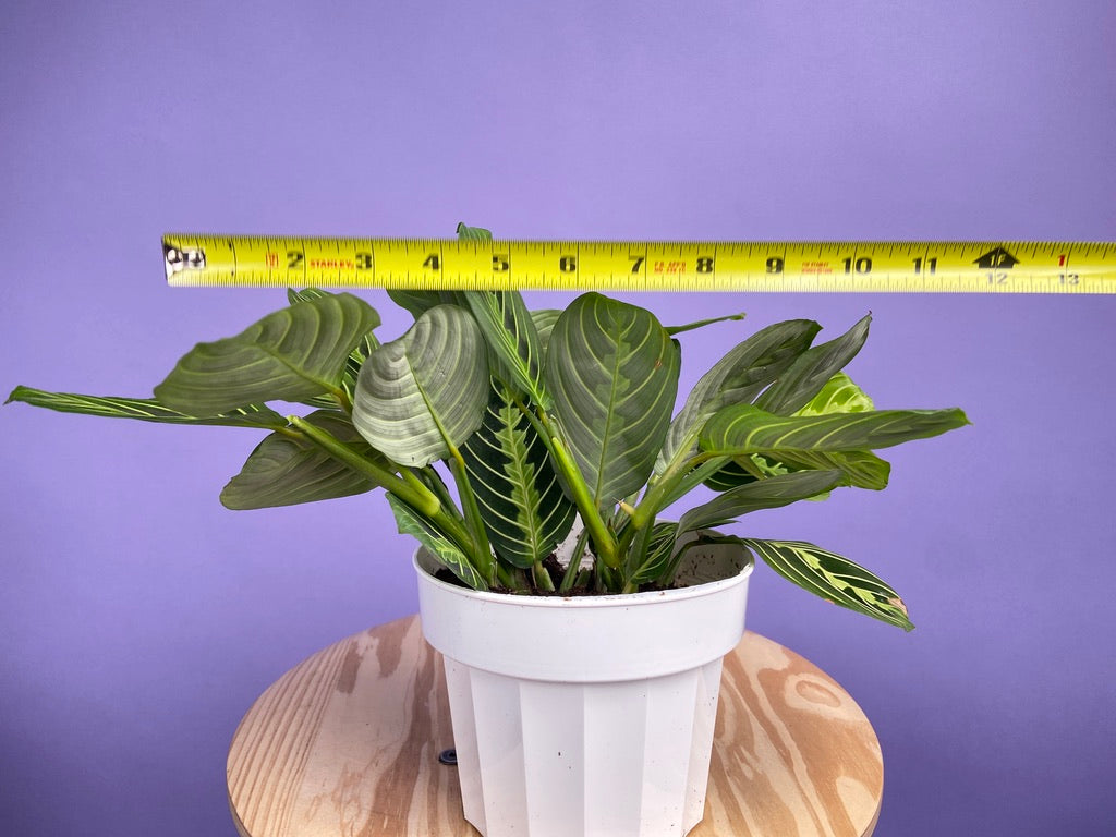 Maranta "Lemon Lime" - 6"