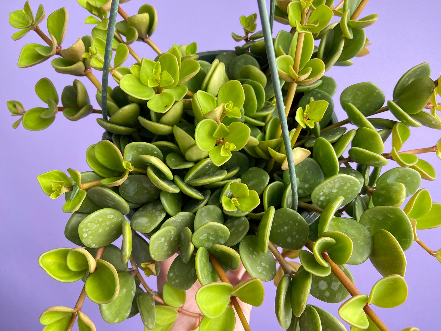 Peperomia "Hope" - 8"