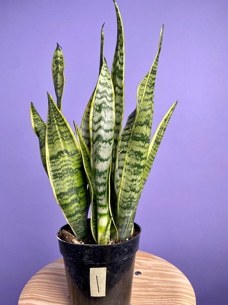 Sansevieria Laurentii (Snake Plant) - 6" Pot