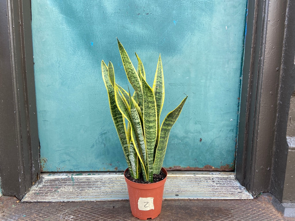 Sansevieria Laurentii (Snake Plant) - 6" Pot