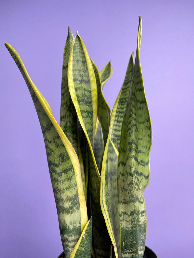 Sansevieria Laurentii (Snake Plant) - 6" Pot