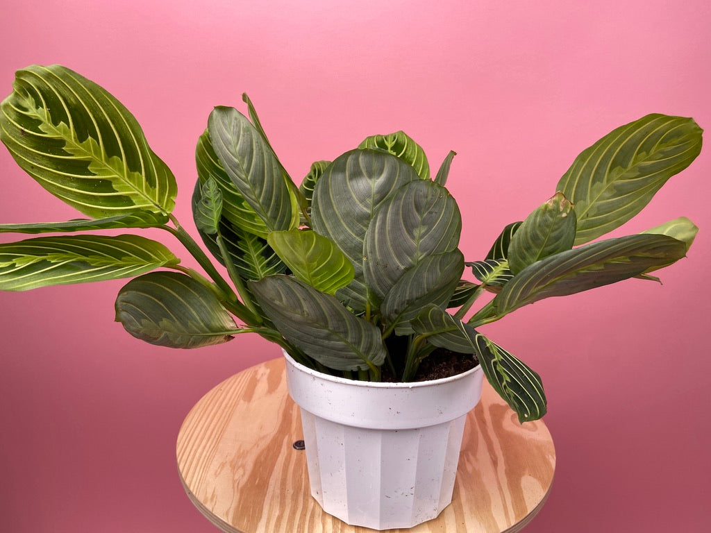 Maranta "Lemon Lime" - 6"