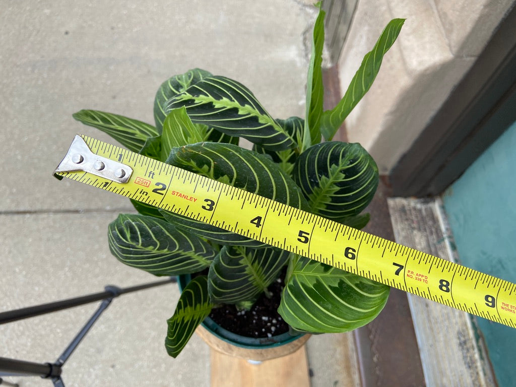 Maranta "Lemon Lime" - 6"