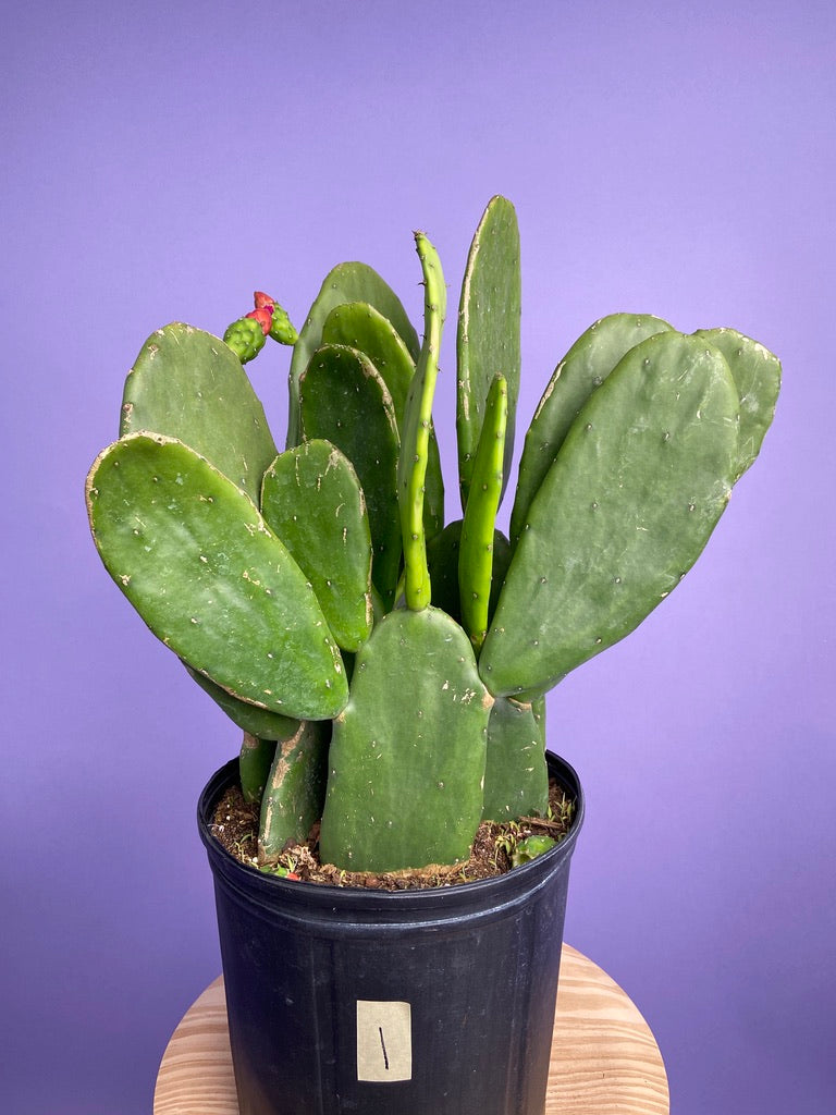Prickly Pear Cactus (Spineless) - 10" Pot