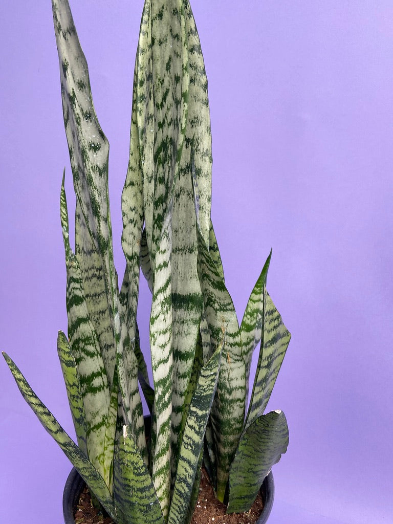 Sansevieria Zeylanica (Snake Plant) - 10" Pot