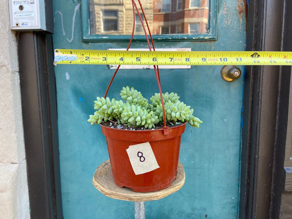 Sedum Burro's Tail - 6"