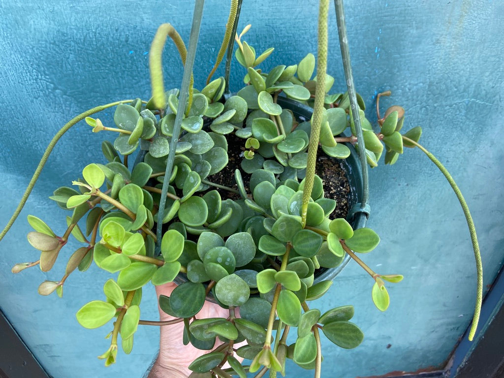Peperomia "Hope" - 8"