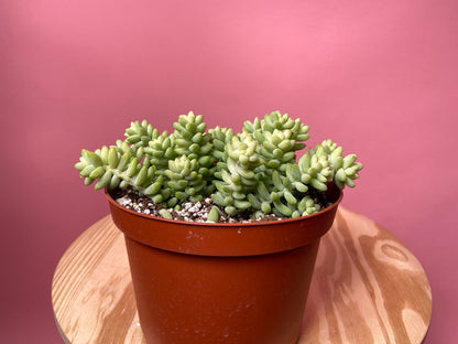 Sedum Burro's Tail - 6"