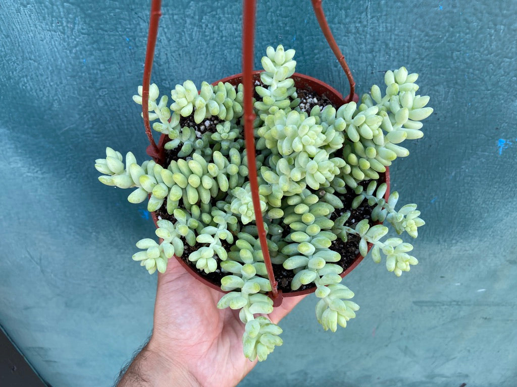 Sedum Burro's Tail - 6"