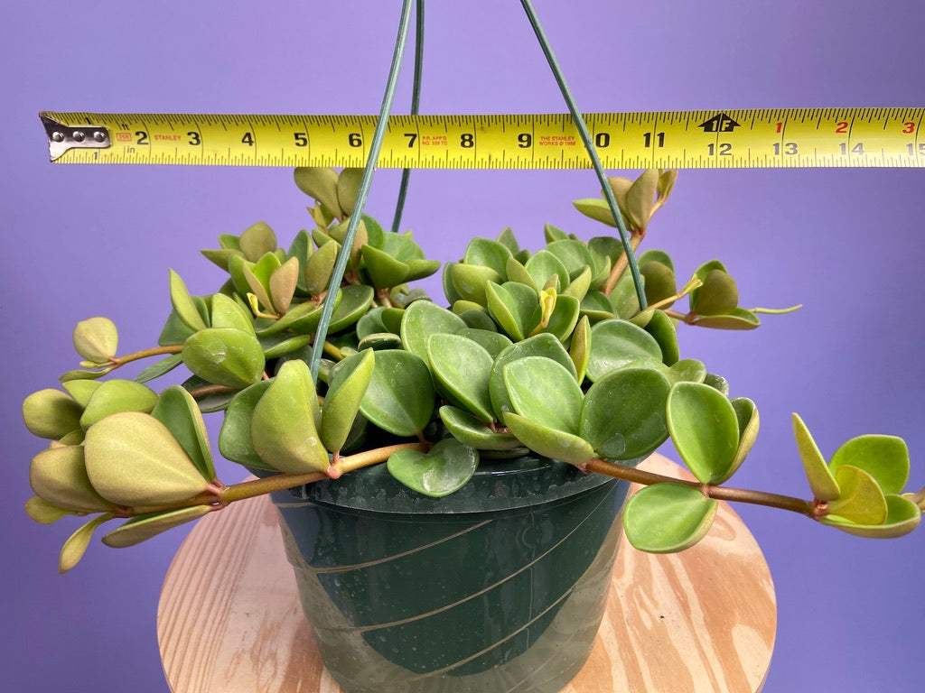 Peperomia "Hope" - 8"