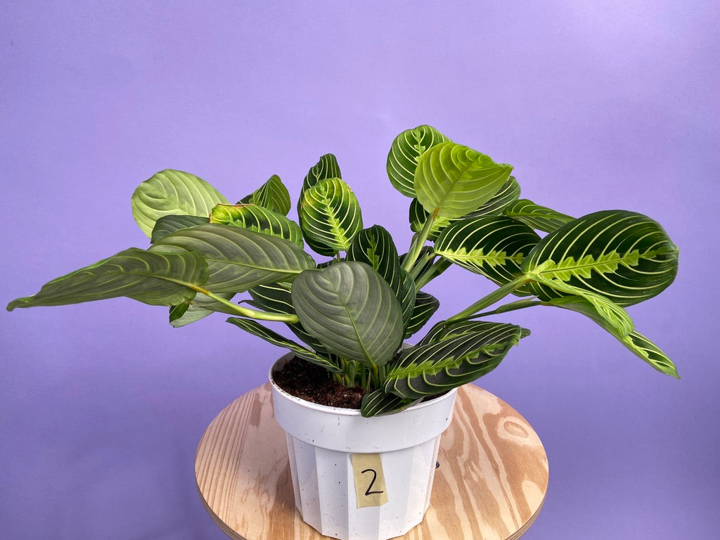 Maranta "Lemon Lime" - 6"