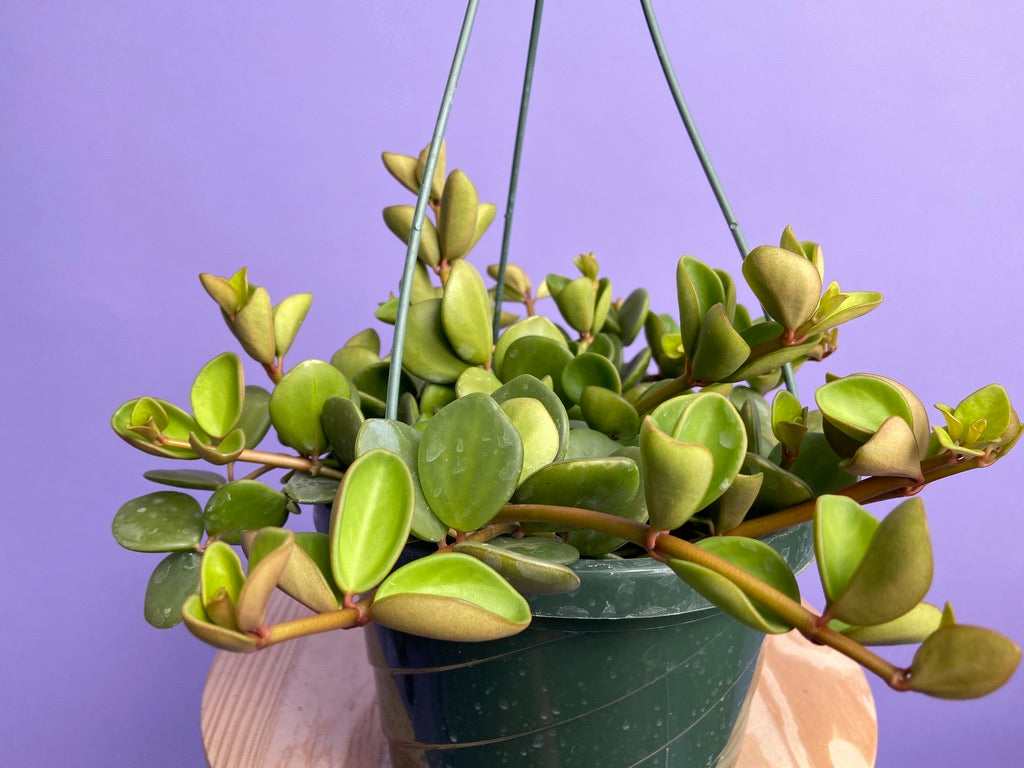 Peperomia "Hope" - 8"
