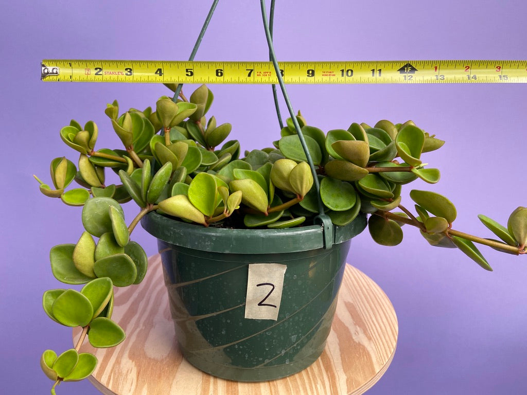 Peperomia "Hope" - 8"