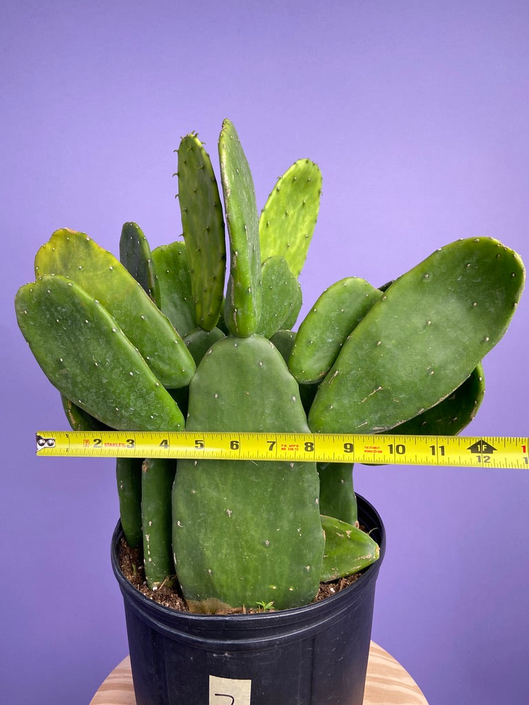 Prickly Pear Cactus (Spineless) - 10" Pot