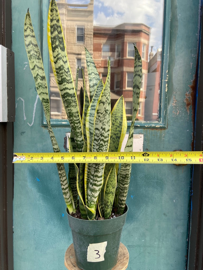 Sansevieria Laurentii (Snake Plant) - 6" Pot