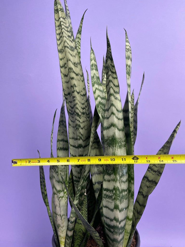 Sansevieria Zeylanica (Snake Plant) - 10" Pot