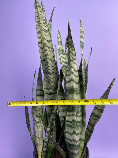 Sansevieria Zeylanica (Snake Plant) - 10" Pot