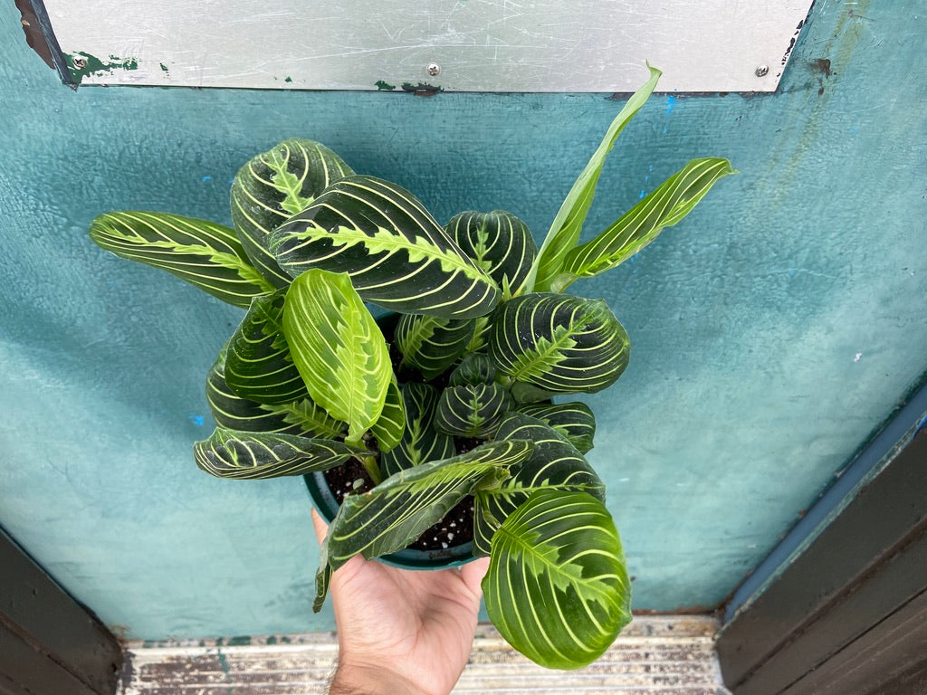 Maranta "Lemon Lime" - 6"