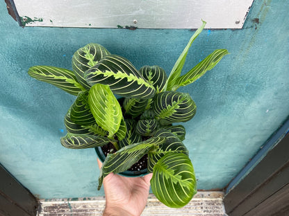 Maranta "Lemon Lime" - 6"