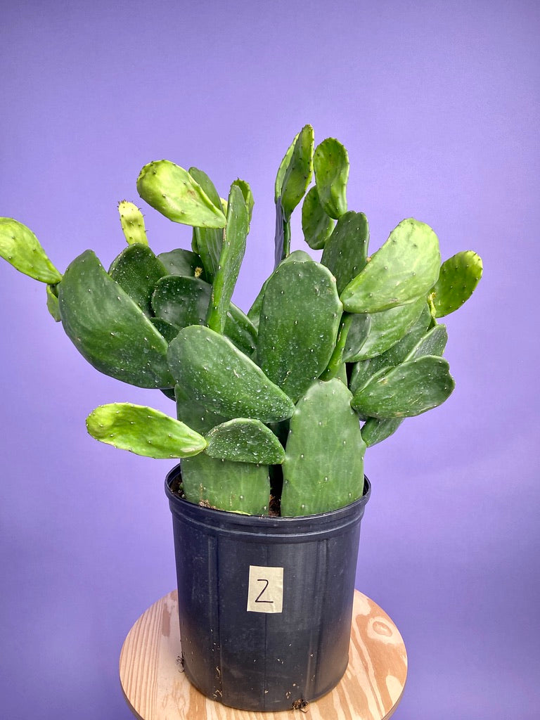 Prickly Pear Cactus (Spineless) - 10" Pot