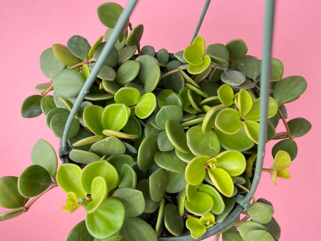Peperomia "Hope" - 8"
