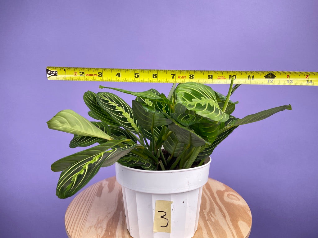 Maranta "Lemon Lime" - 6"