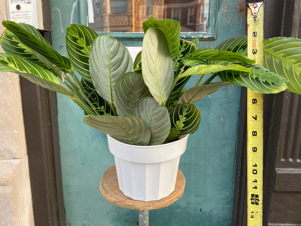 Maranta "Lemon Lime" - 6"