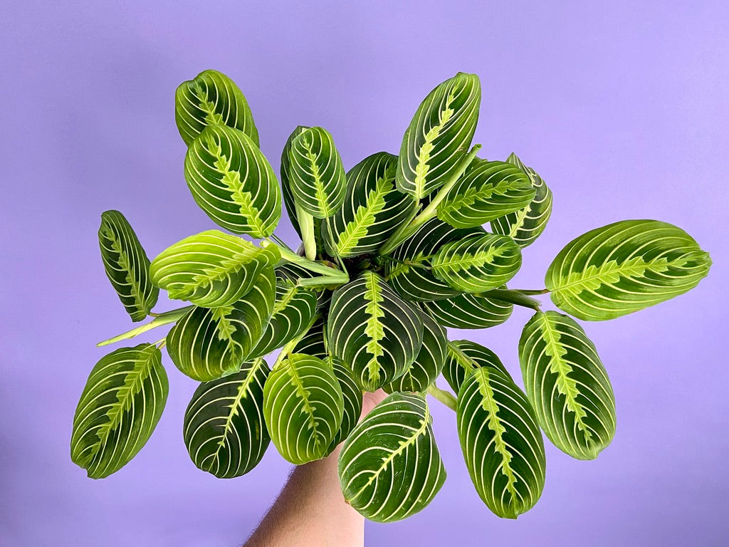 Maranta "Lemon Lime" - 6"